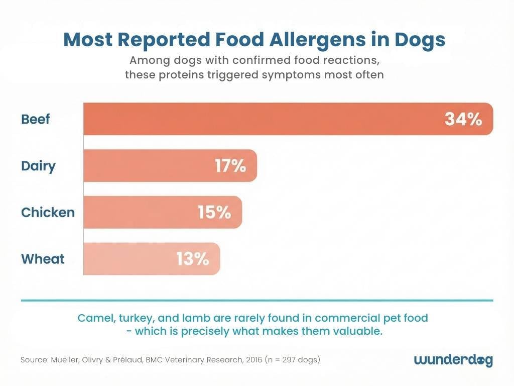 Novel Proteins Dog Food: Why Camel and Turkey Help Sensitive Dogs